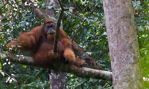 Orangutang